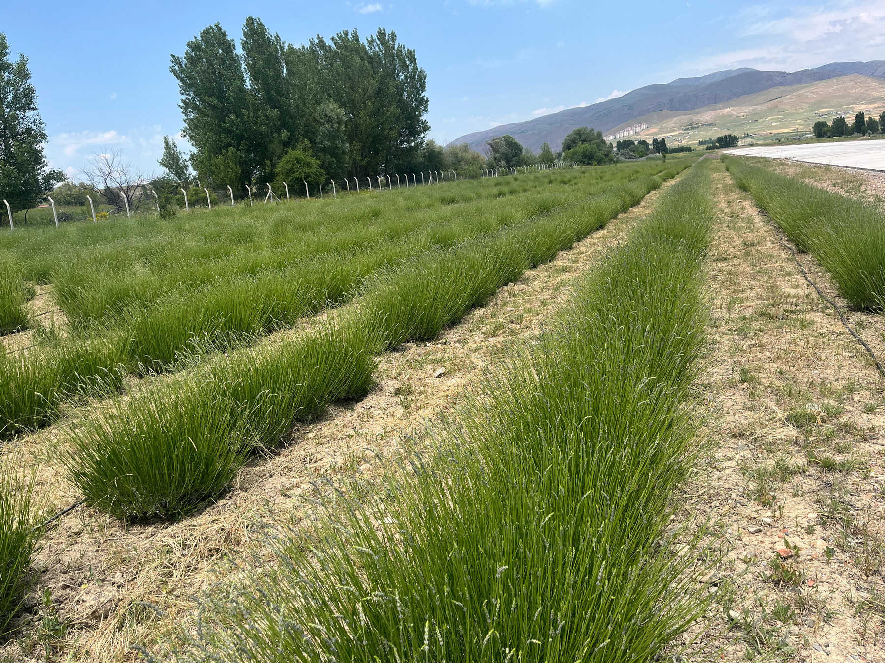 The runway surface of the air campus at the right of the frame, with rows of lavender not yet in flower running from just beside it towards the horizon, poplars and mountains behind