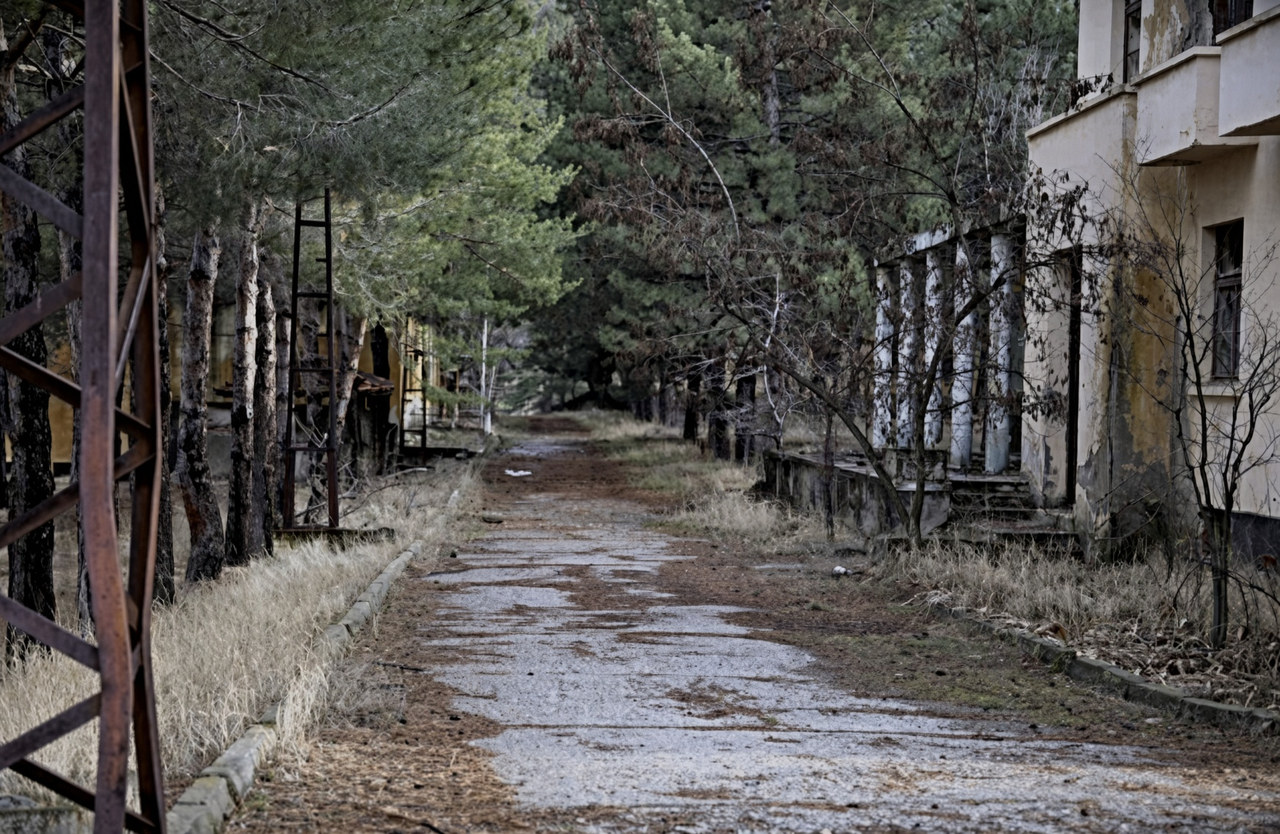 Uzun çamların altında, otların bürüdüğü bir yol